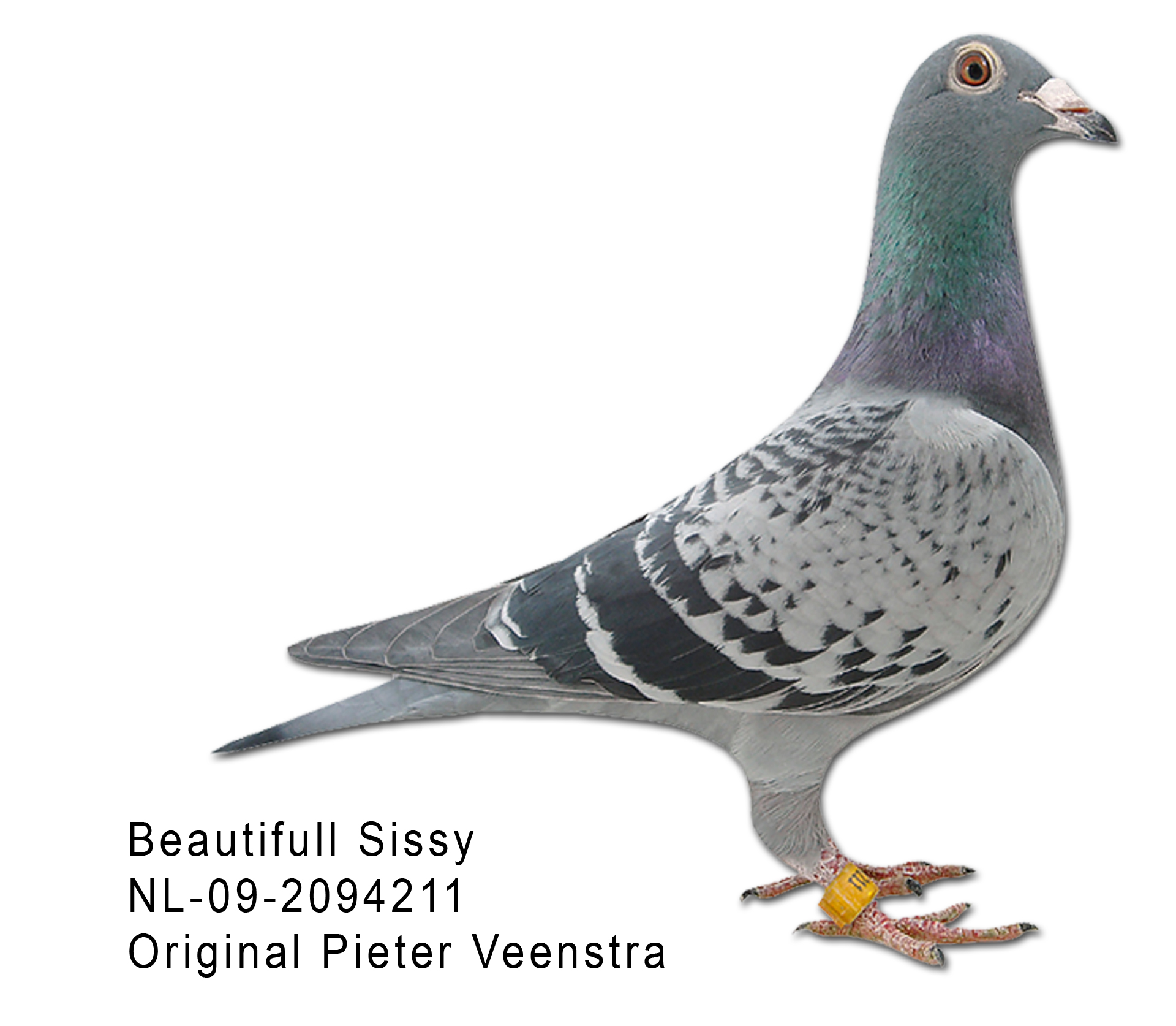 - Original Pieter Veenstra NL 09 20994211 Beautiful Sissy